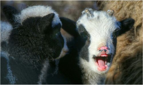 Close-up of kid goats