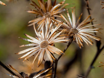 Close-up of flowering plant