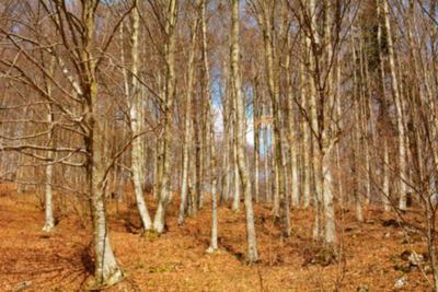 Bare trees in forest