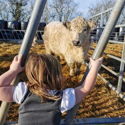 Rear view of girl looking at highland cattle at farm