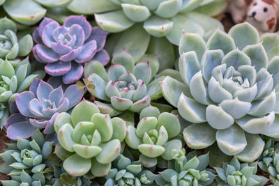 Close-up of succulent plant