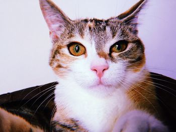 Close-up portrait of tabby cat