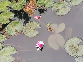 High angle view of pink lotus water lily in lake