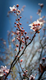 Close-up of fresh white flowers blooming on tree