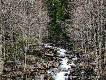 Plants and trees in forest