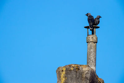 Low angle view of bird perching on wooden post against blue sky