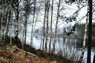 Reflection of trees in lake