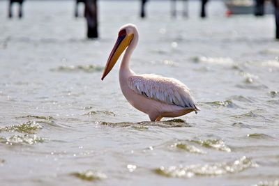 Pelican standing in ocean bay