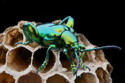 Close-up of insect over black background