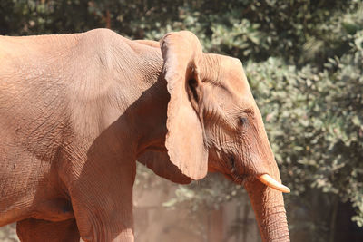 Close-up of elephant