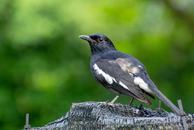 Close-up of bird perching on wood