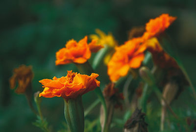 Close-up of yellow flower