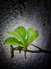 Close-up of leaf on tree at night