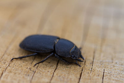 High angle view of beetle on wood