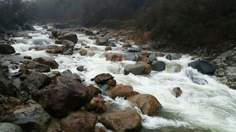 River flowing in forest