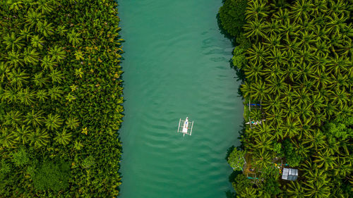 High angle view of plants floating on lake