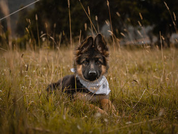 Portrait of dog on field