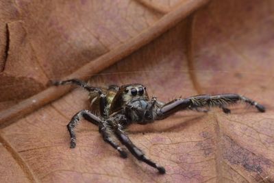 Close-up of spider