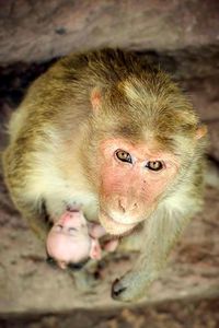 Portrait of monkey with infant