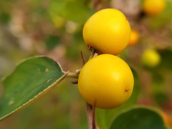 Close-up of fruit on plant