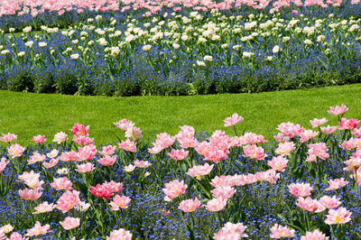 Close-up of flowers blooming outdoors