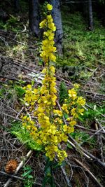 Close-up of yellow flowers