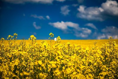 Scenic view of oilseed rape field against sky