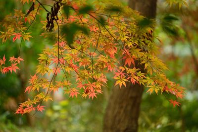 Close-up of maple tree during autumn