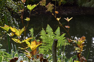 Plants growing on tree trunk