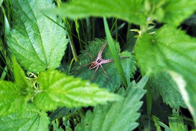 Close-up of insect on plant