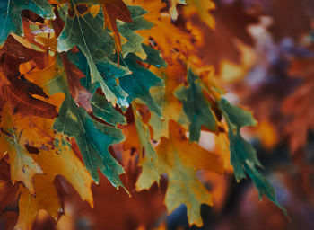 Close-up of maple leaves during autumn