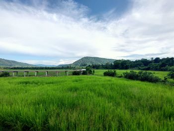 Scenic view of agricultural field against sky