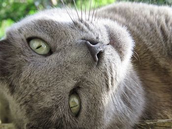 Close-up portrait of a cat