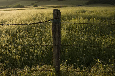 Scenic view of field