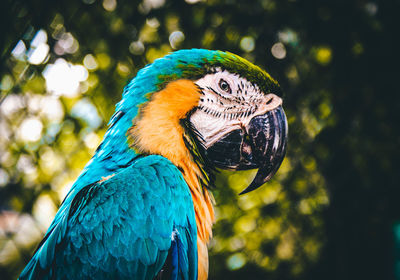 Close-up of blue parrot perching on tree