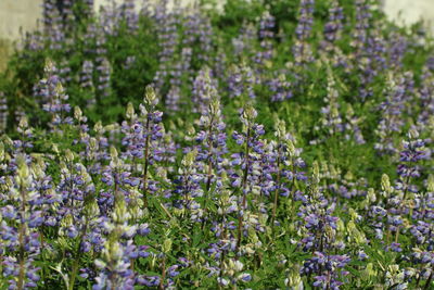 Close-up of purple flowering lupine plants on field