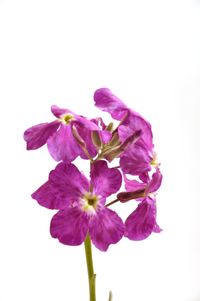 Close-up of fresh purple flowers against white background