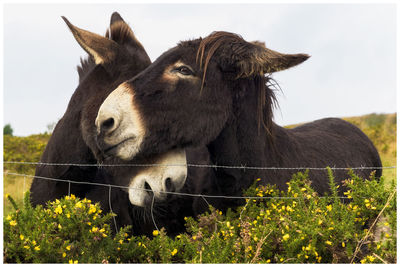 Close-up of goat