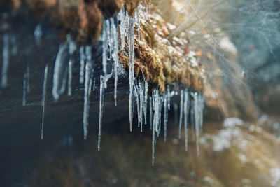 Close-up of icicles in forest during winter