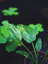 Close-up of raindrops on leaf