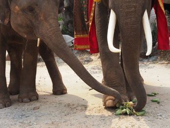 Low section of elephant standing in park