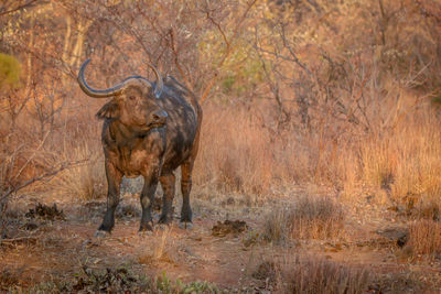 View of an animal on land