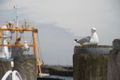 Two seagulls and a boat in the background 