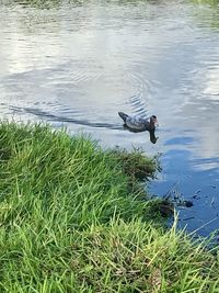 High angle view of duck swimming in lake