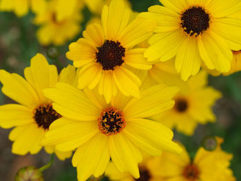 Close-up of yellow flowering plant