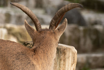 Zurich, switzerland, september 3, 2023 alpine ibex in a wildlife park