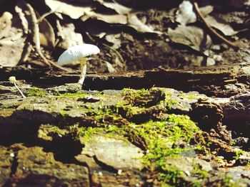 Close-up of mushrooms growing on rock