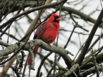 Low angle view of bird perching on branch