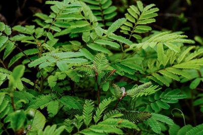 High angle view of fern leaves on tree