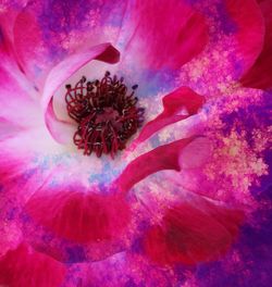 Close-up of pink flower